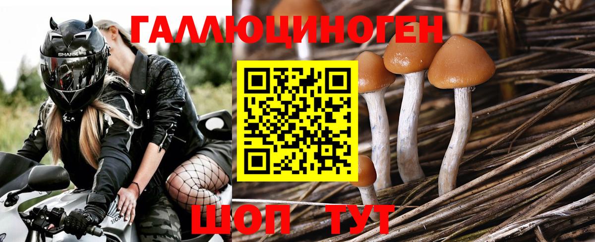 Ленинск-Кузнецкий  купить наркоту  Псилоцибиновые грибы мухоморы  Вход с VPN  Псилоцибиновые грибы прущие грибы 